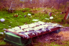 502: Red Island. Split cod curing. (circa 2000) [courtesy of Madonna (Bishop) Mulrooney]